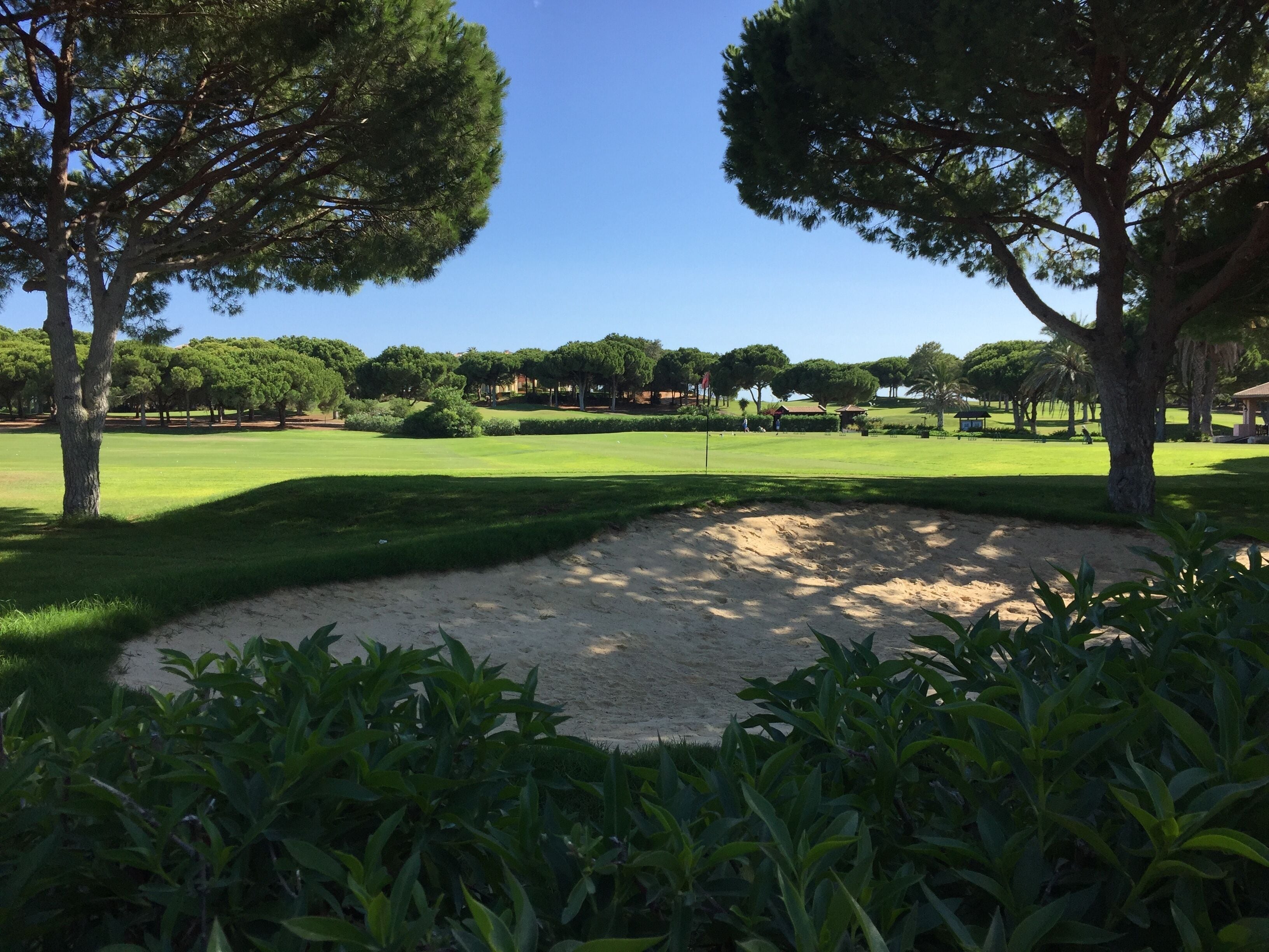 A golf course with sand bunkers, trees, and a clear blue sky.