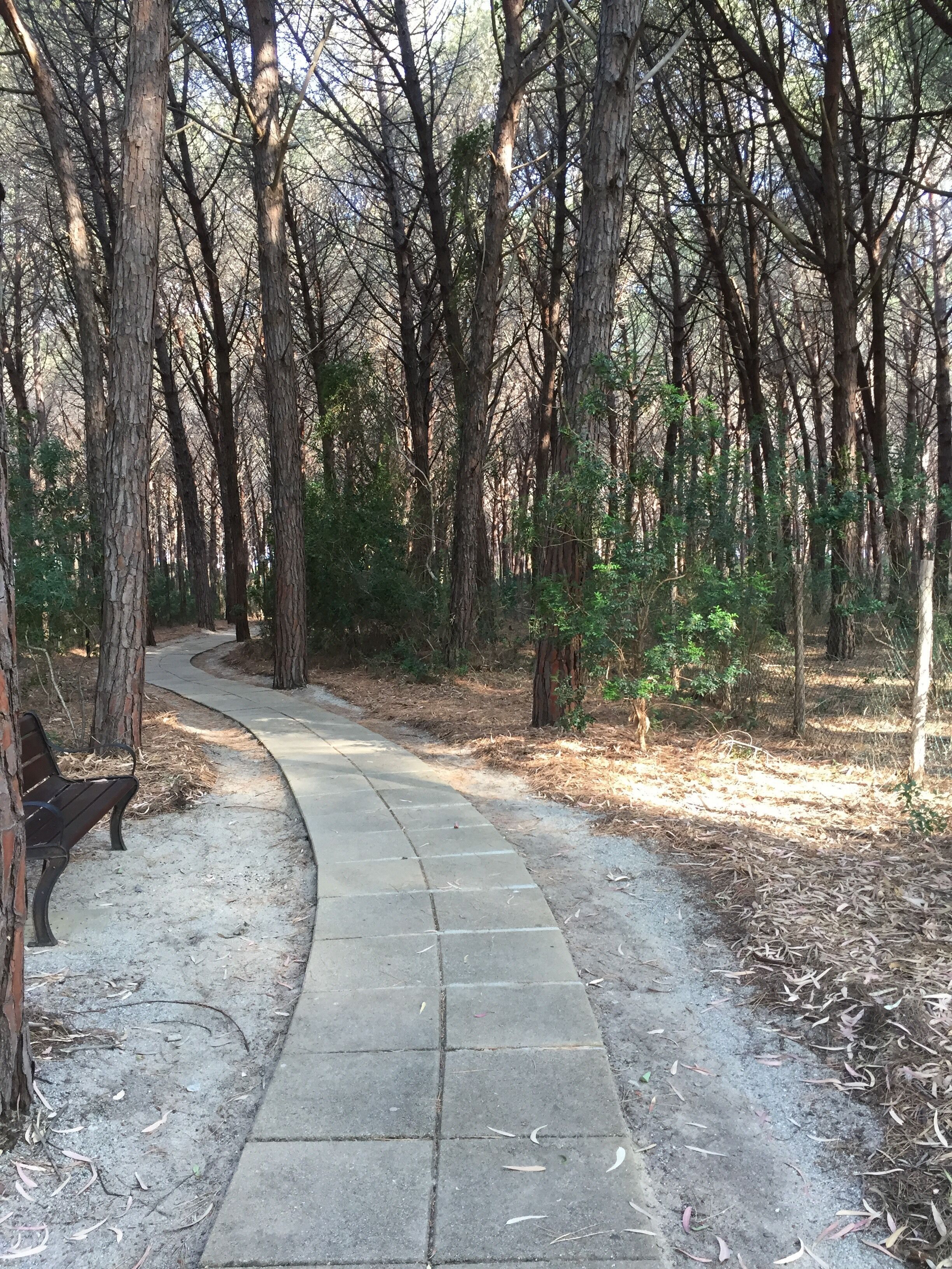 A paved pathway in a wooded area with benches and trees.