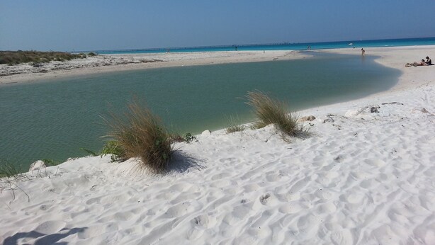 A beach with clear turquoise water, white sand, and sparse vegetation. - Tuscany, an agrotourism apartment between sea and countryside. (Cecina)
