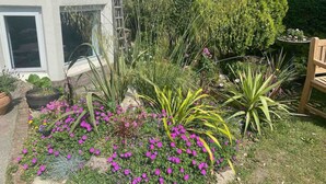 A garden with various plants and flowers, a wooden bench, and a ladder leaning against a building. - Roof Terrace Beach at end of road, Private Parking (Portsmouth)