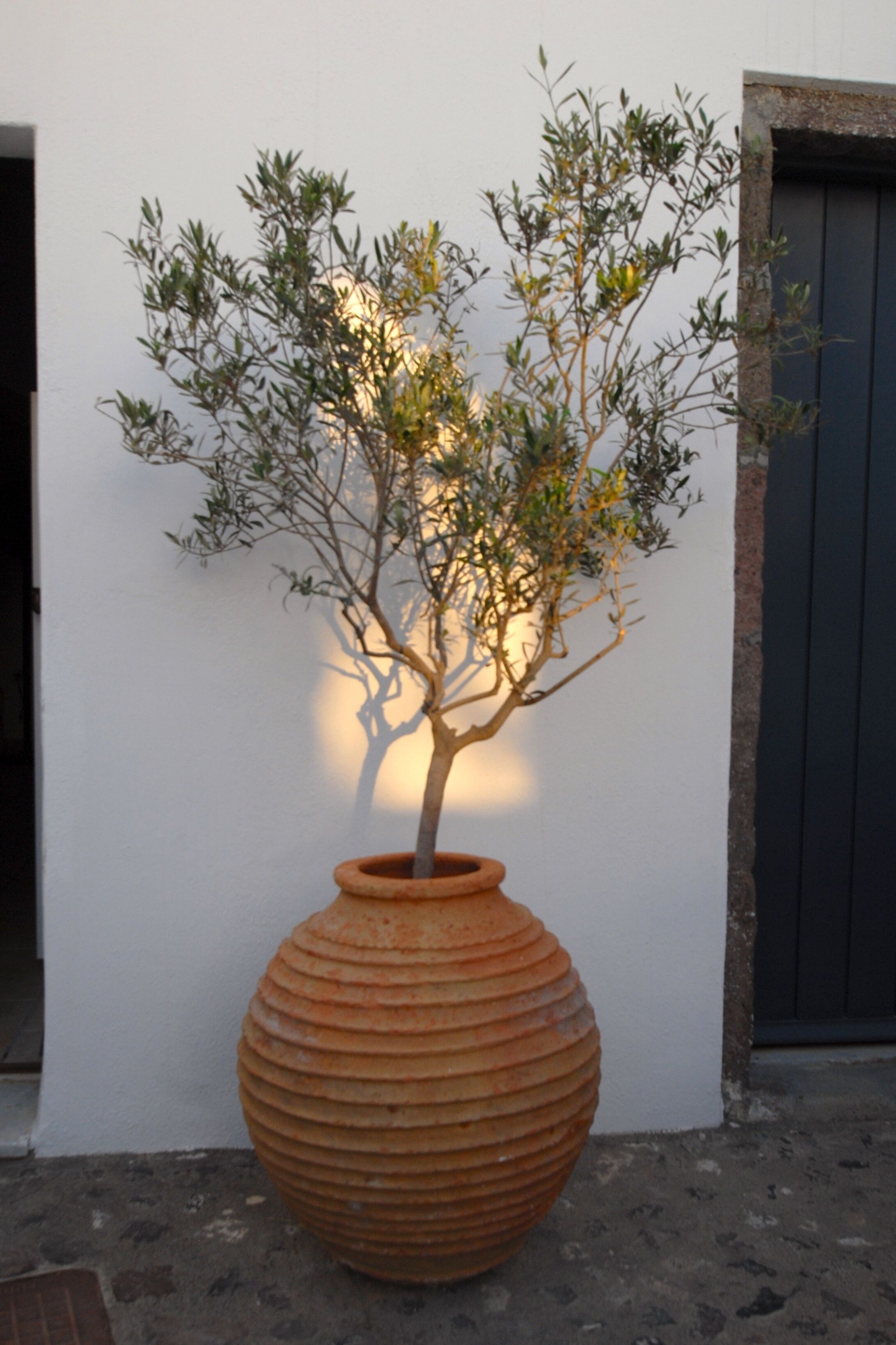 A potted tree with a thick trunk and sparse foliage against a white wall, with a dark door to the right.