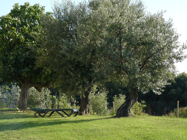 Un parque con una mesa de picnic y árboles grandes.