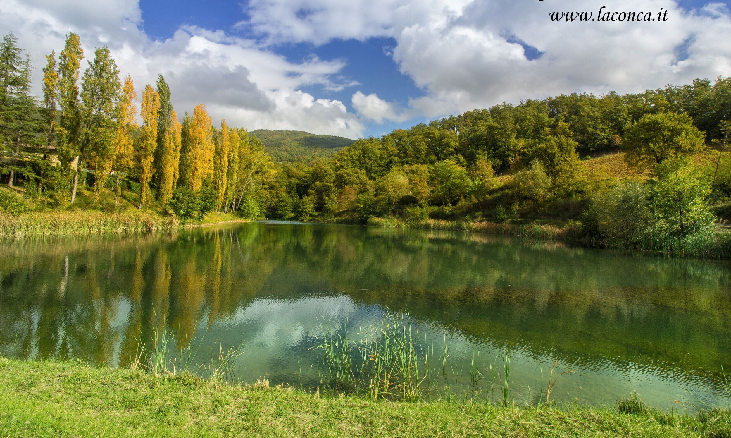 Un lago sereno rodeado de abundante vegetación y árboles.