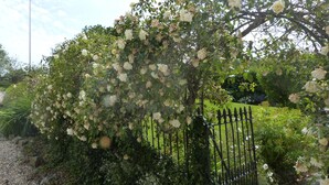 Un jardí amb una pèrgola de roses, una bandera i una tanca de metall.