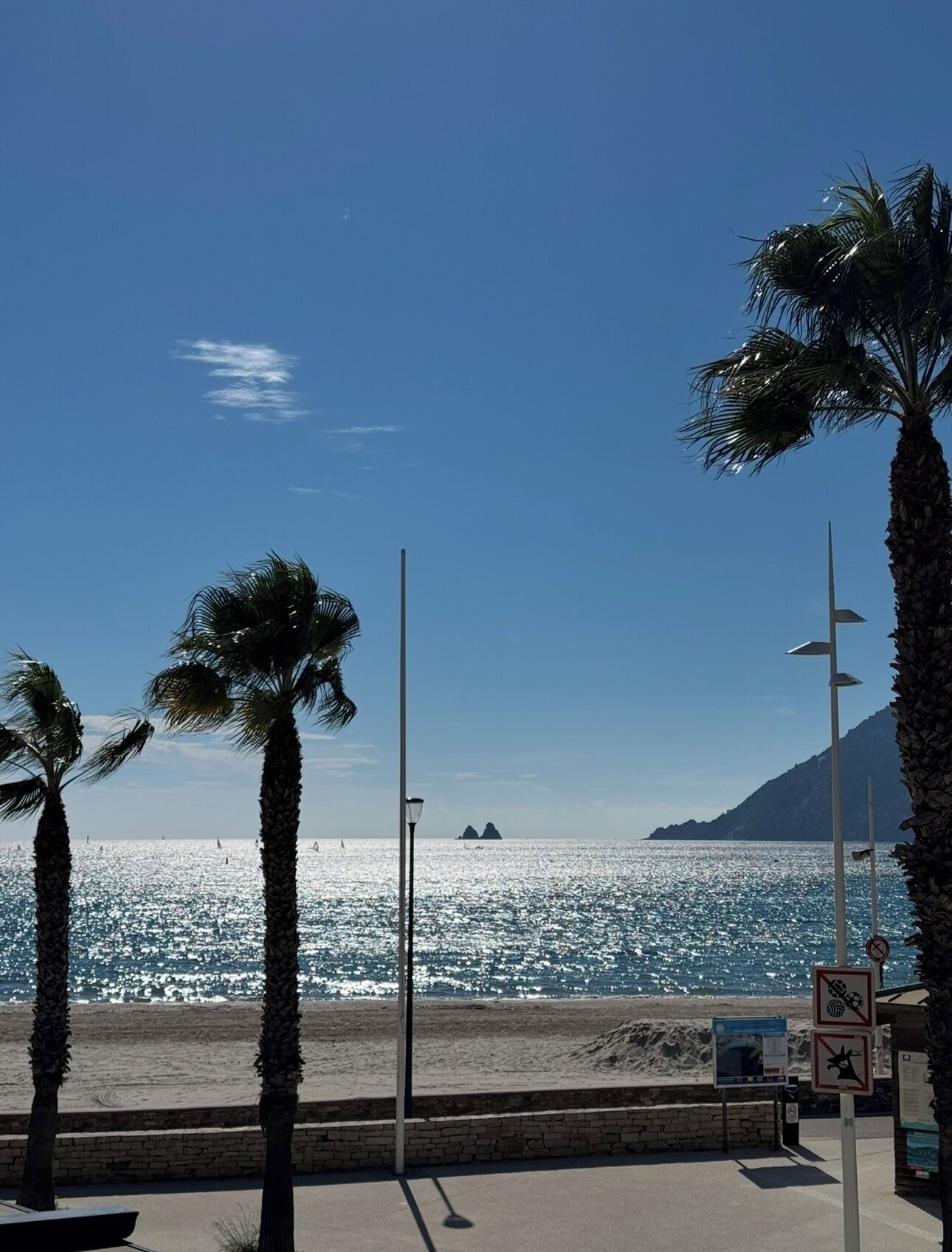 A beach with palm trees, a clear sky, and a calm sea.