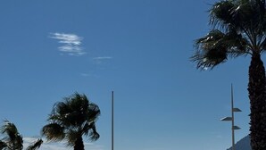 A beach with palm trees, a clear sky, and a calm sea.