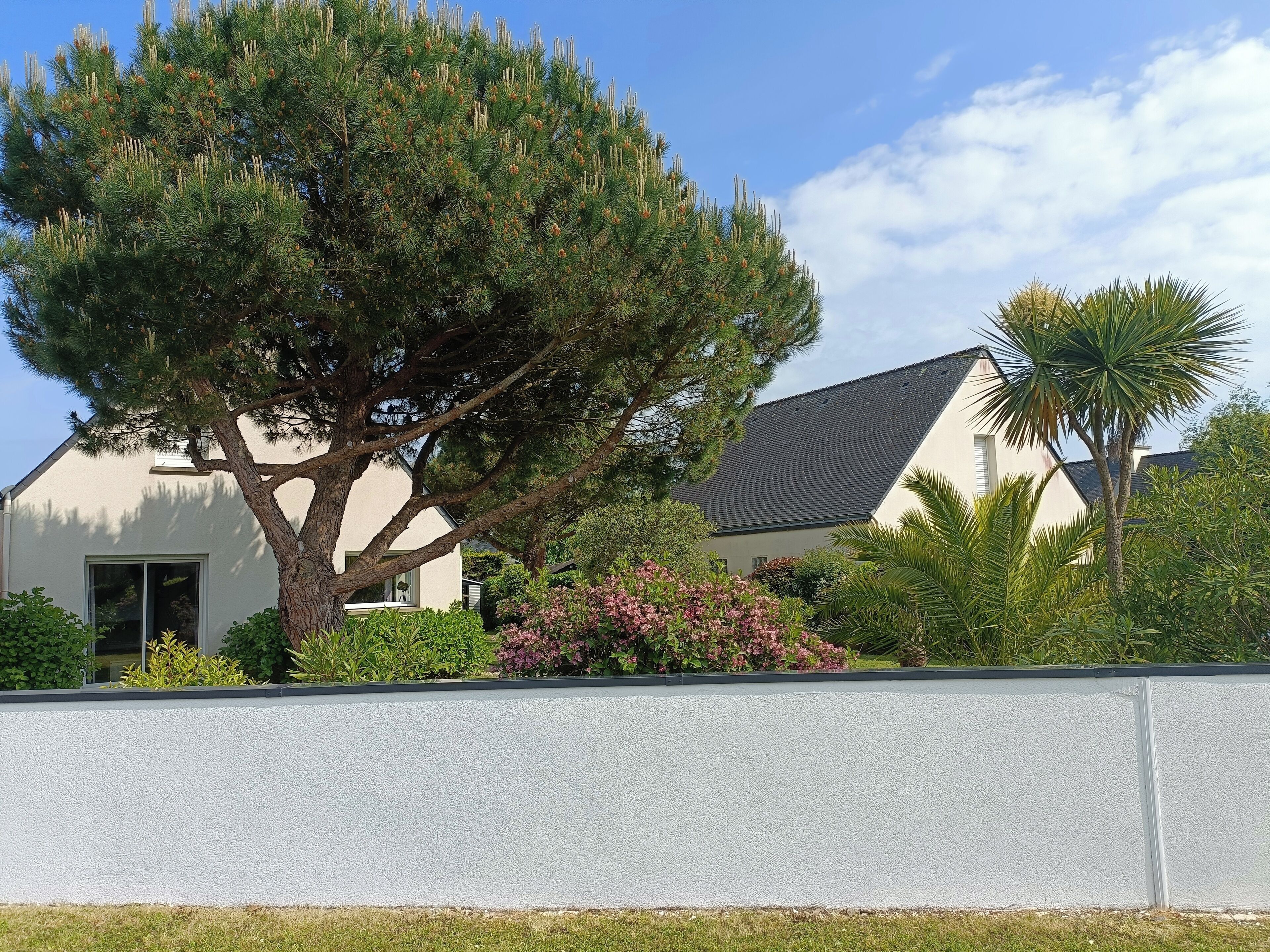Una casa con un árbol grande al frente, un muro blanco y una palmera a la derecha.