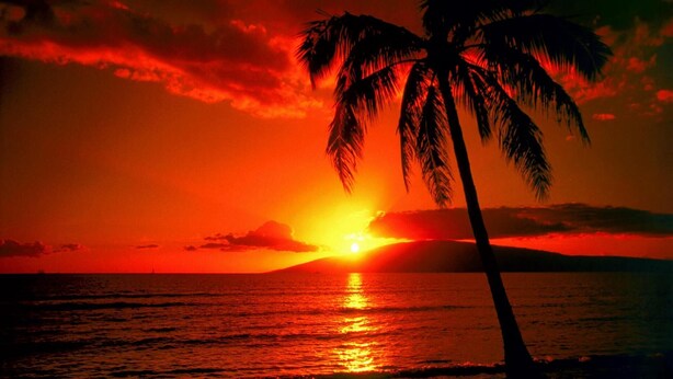 A sunset over the ocean with a palm tree silhouetted against the sky.