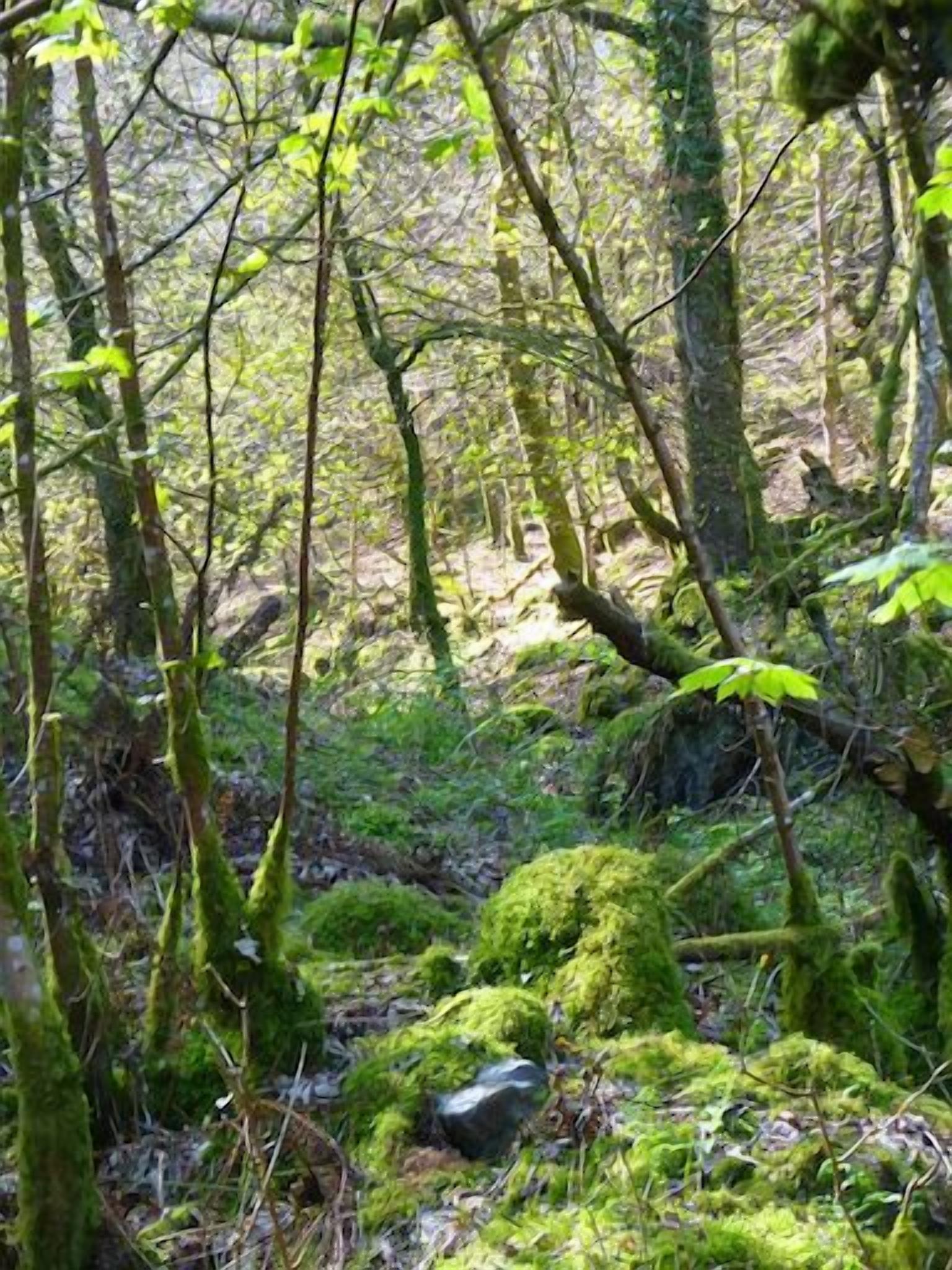 A forest with moss-covered ground and trees.