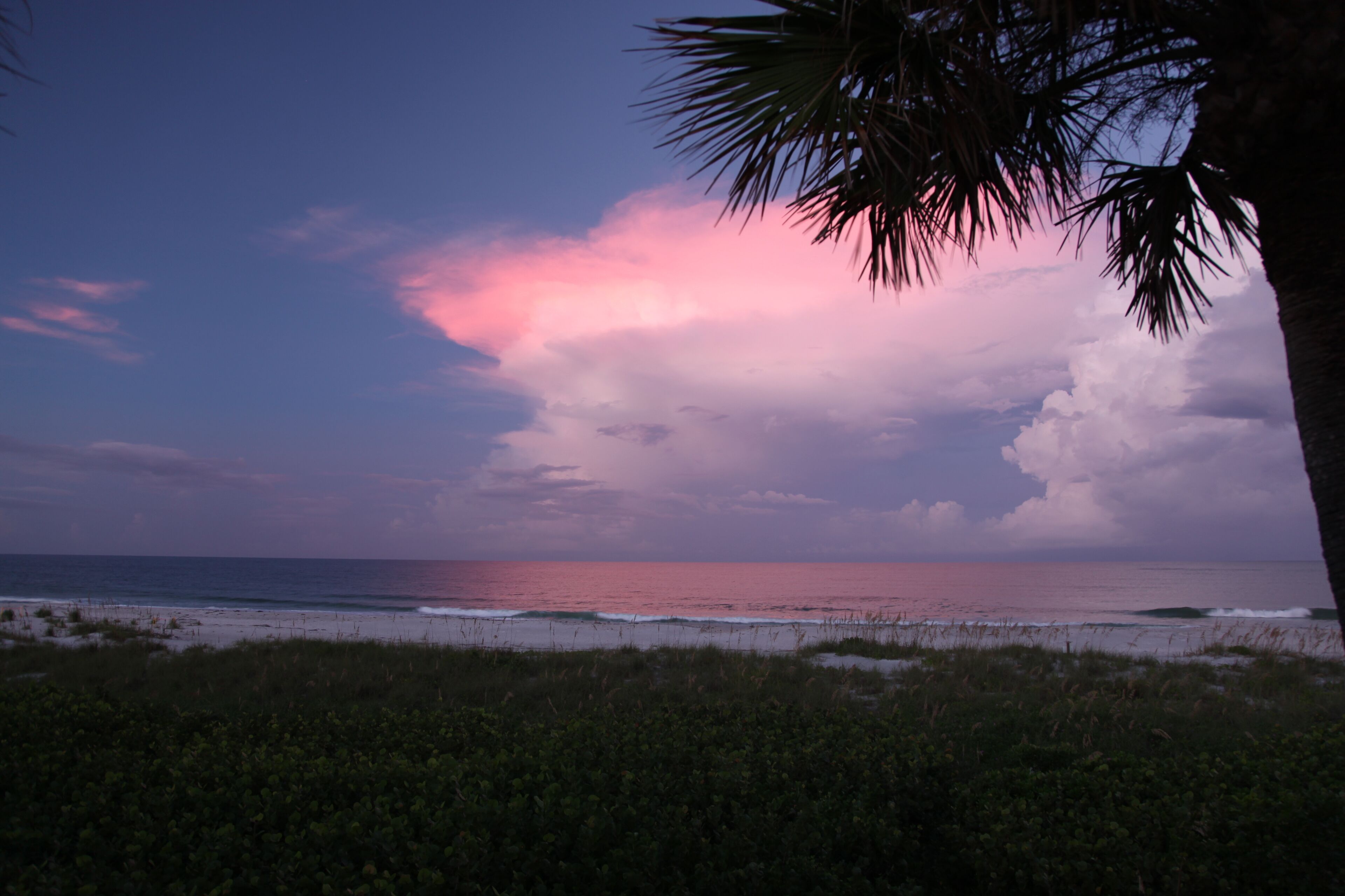 A beach with a palm tree and ocean view.