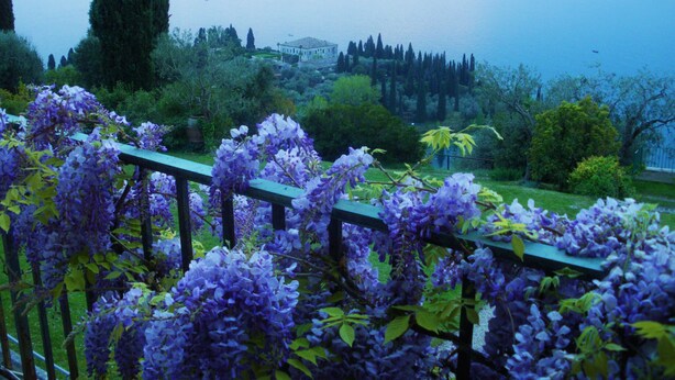 A garden with purple flowers and a view of a lake and distant buildings. - 'Stunning Views': beachfront villa with pool (Garda)