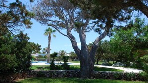 Un jardin bien entretenu, agrémenté d’un grand arbre, d’un mur en pierre et offrant une vue dégagée sur une piscine en arrière-plan.