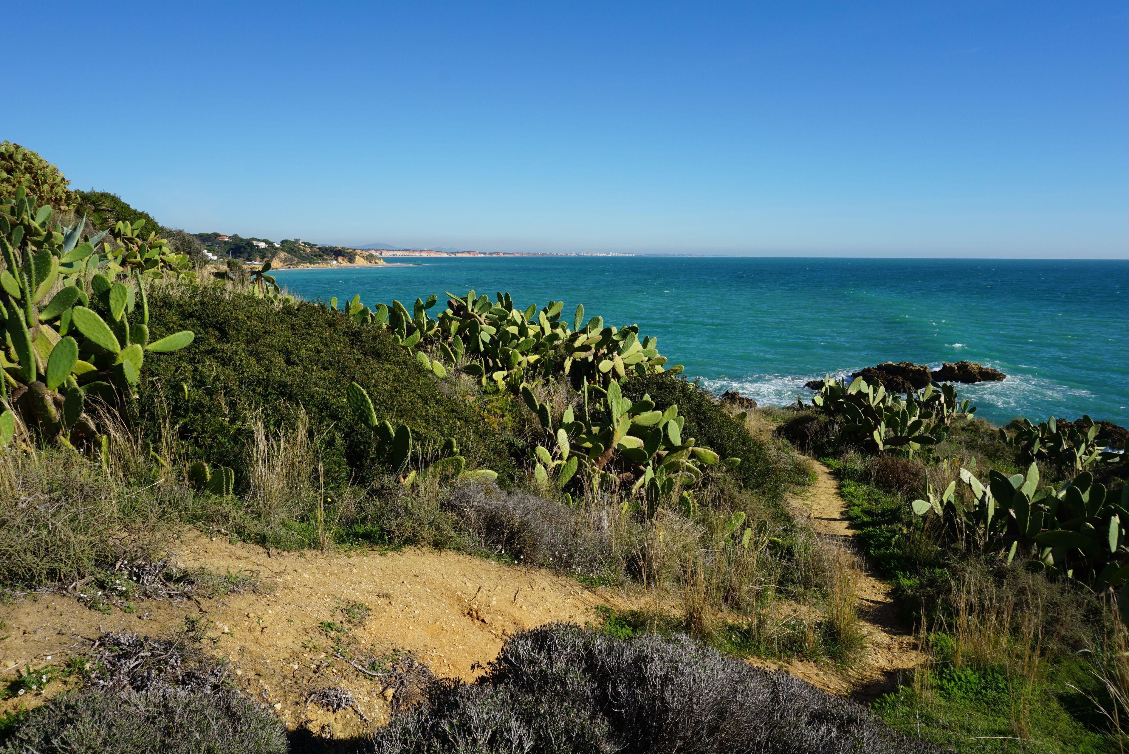 A coastal landscape with a dirt path, cacti, and a view of the ocean.