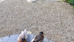 Ein Gartenweg führt zu einem Haus mit einem gepflegten Rasen und vielfältigen Bepflanzungen.