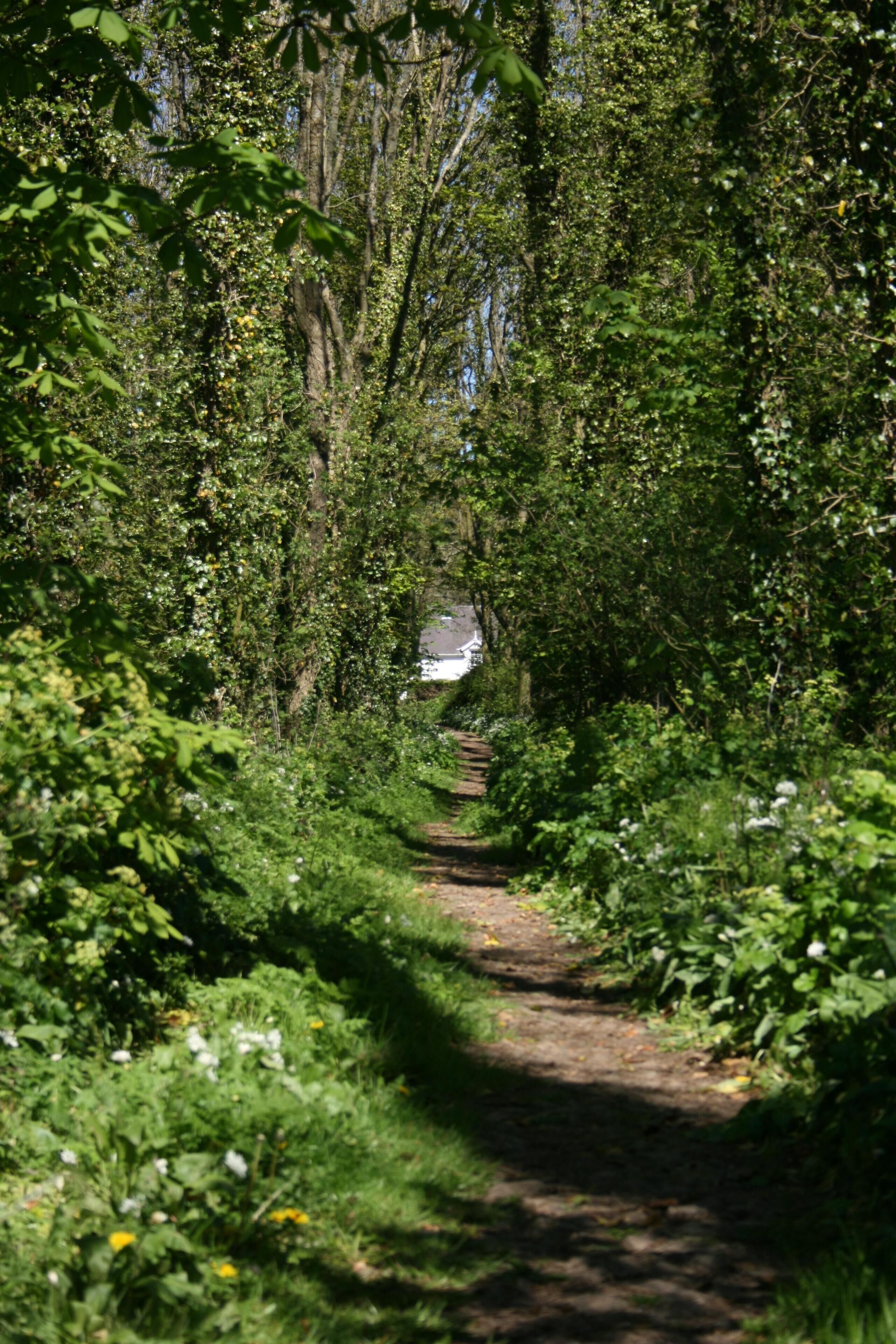 A narrow, tree-lined path in a wooded area.