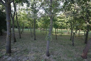 A forested area with numerous trees and a grassy ground.