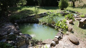 A small pond surrounded by rocks and plants.