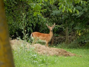 A deer standing on a grassy mound surrounded by dense foliage.