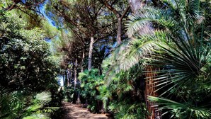 A pathway surrounded by dense tropical foliage, leading to a wooden structure.