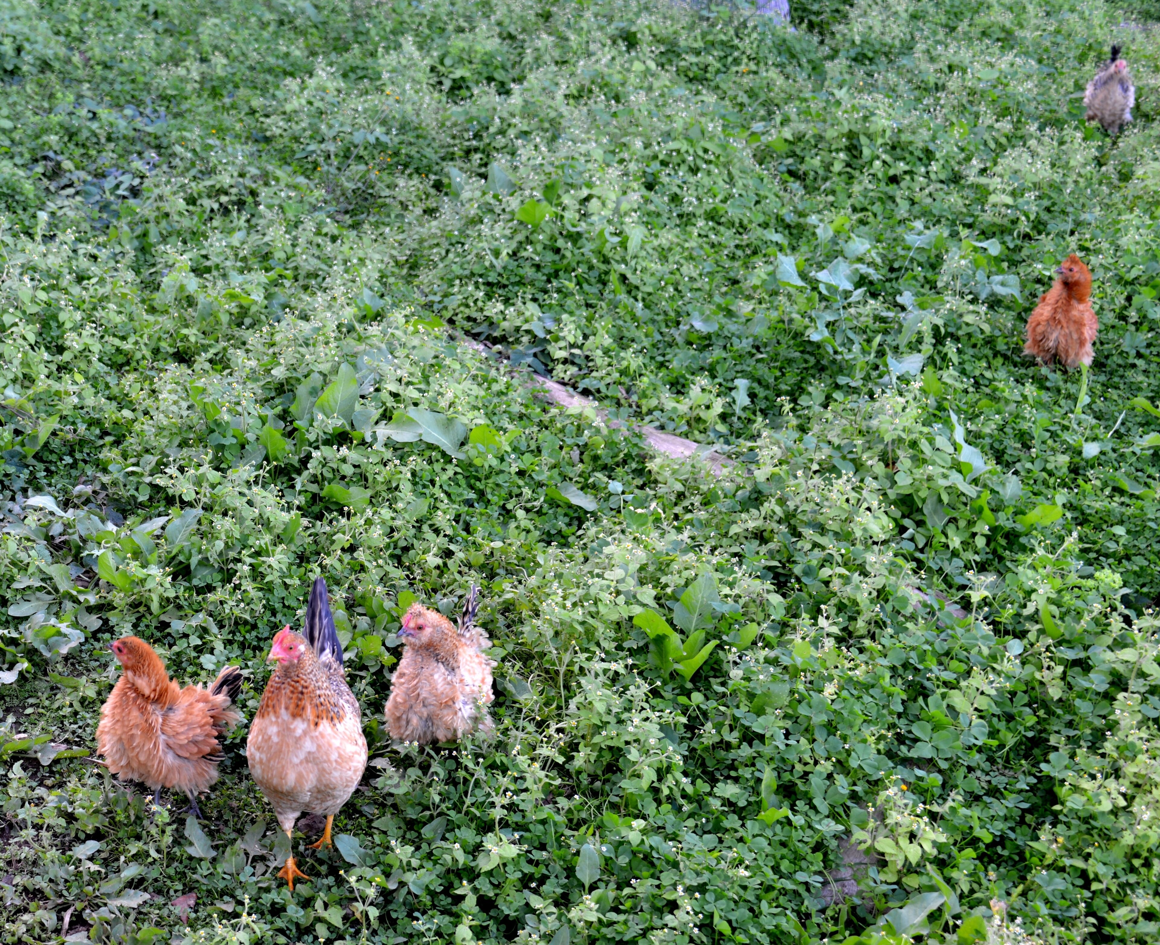 A group of chickens foraging in a grassy field.