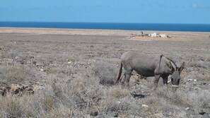 Beach nearby, sun-loungers