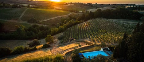 An aerial view of a vineyard with rows of grapevines, a swimming pool, and a small building.