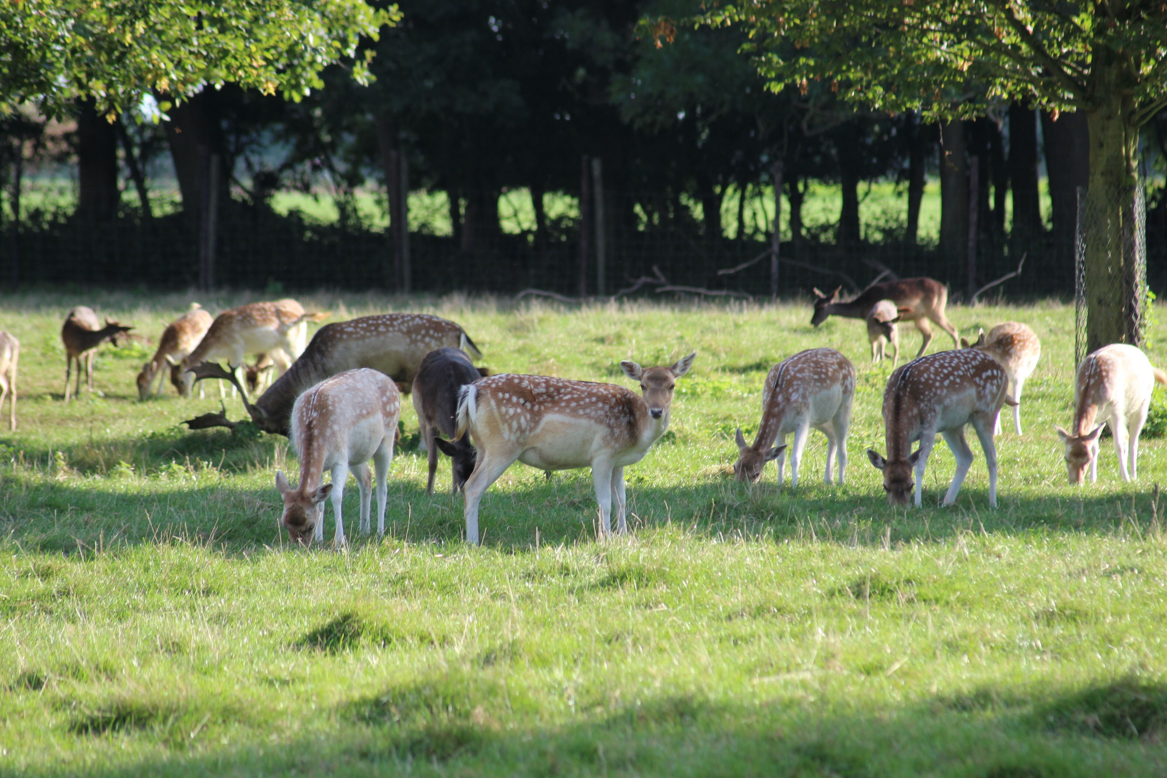A group of deer grazing in a grassy field with trees in the background.