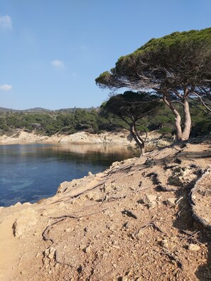 A rocky shoreline with a calm body of water, a few trees, and a hilly landscape in the background.