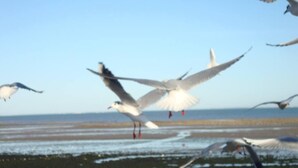 Ein Strand mit fliegenden Möwen.