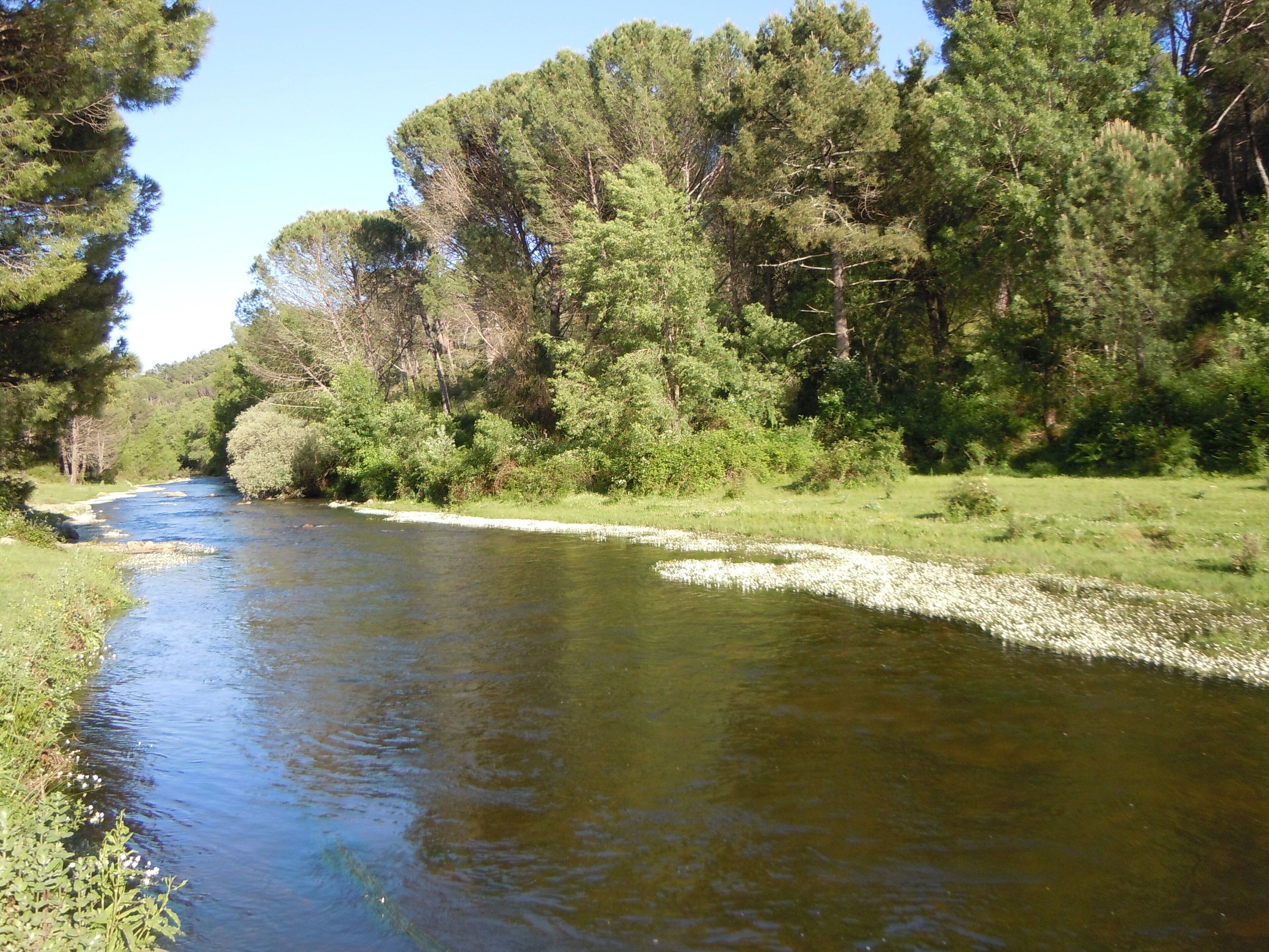 A river flowing through a forested area with dense trees on both sides.