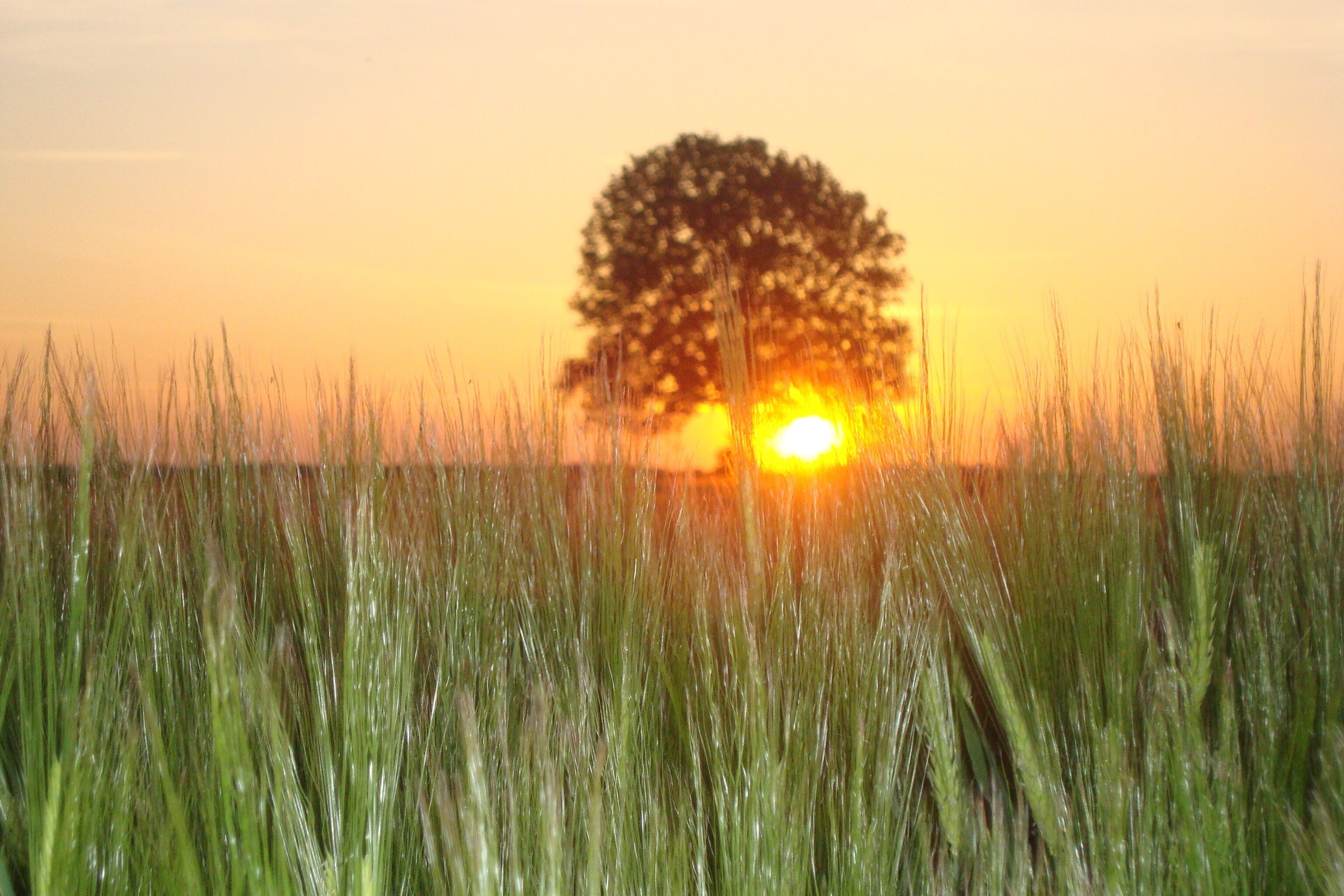 Un atardecer con la silueta de un árbol contra el cielo.