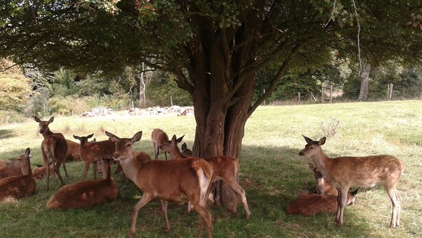 A group of deer under a tree in a grassy field. - Amber Cottage 3 Bed , In Snettisham, North Norfolk  dogs welcome (Snettisham)