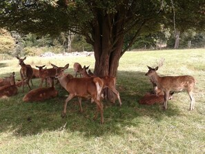 Eine Gruppe Hirsche unter einem Baum in einer grasbewachsenen Wiese.