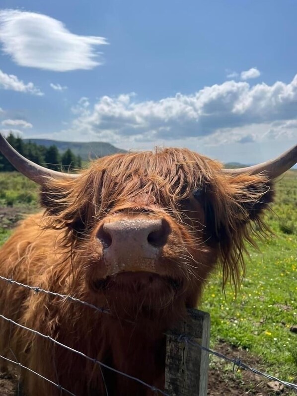 A close-up of a Highland cow with a wet coat and horns, standing behind a barbed wire fence in a grassy field with a clear sky. - Comfortable Cottage With Spectacular Sea And Mountain Views (Duisdale)