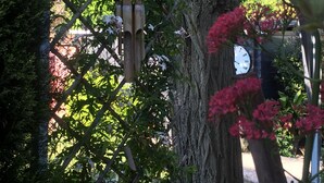 A garden with a large tree, a metal trellis, and a birdhouse. - Charming villa with pool near downtown in quiet area. (L'isle-Sur-La-Sorgue)