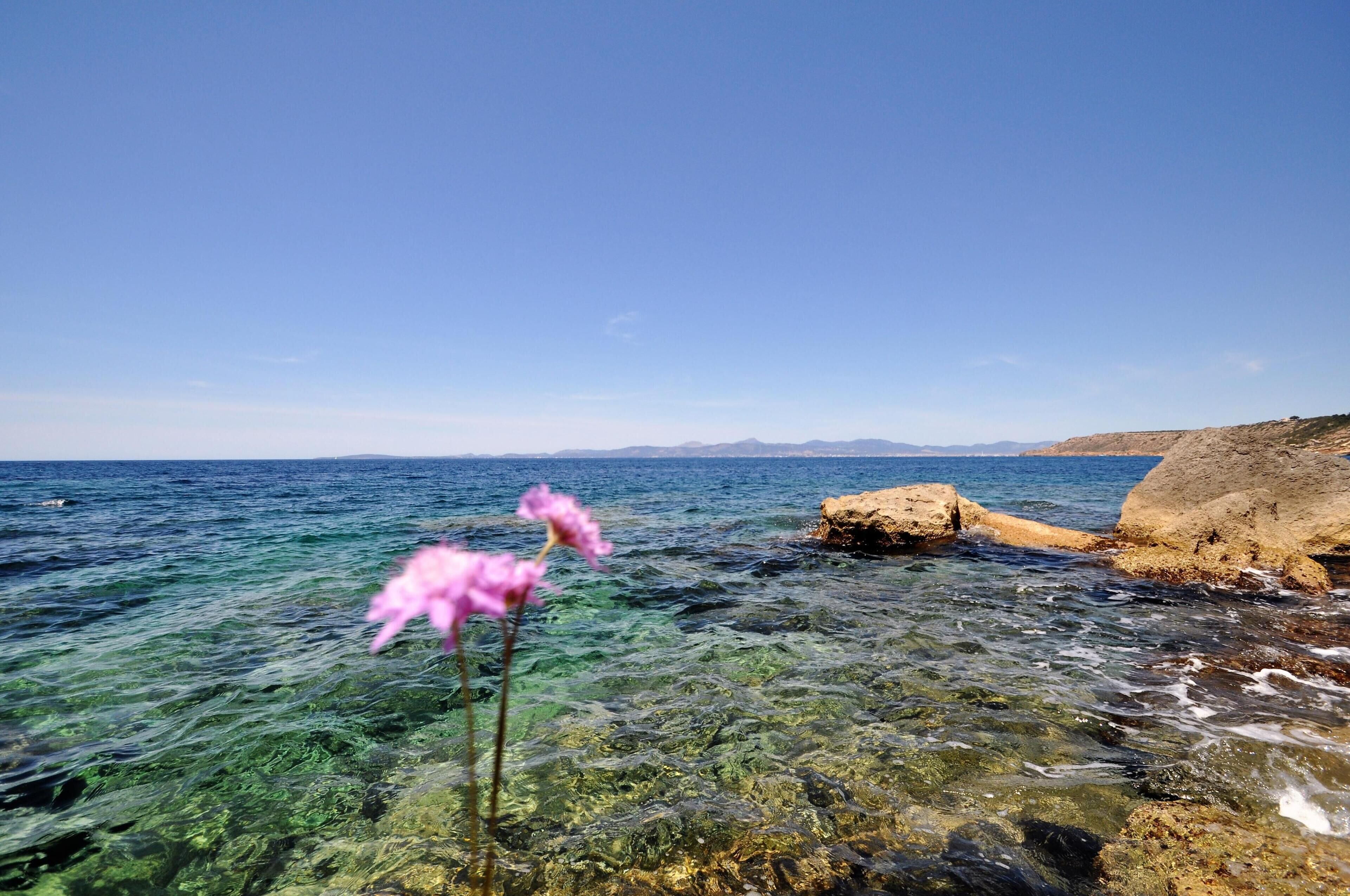 A coastal scene with clear water, rocks, and a pink flower in the foreground.