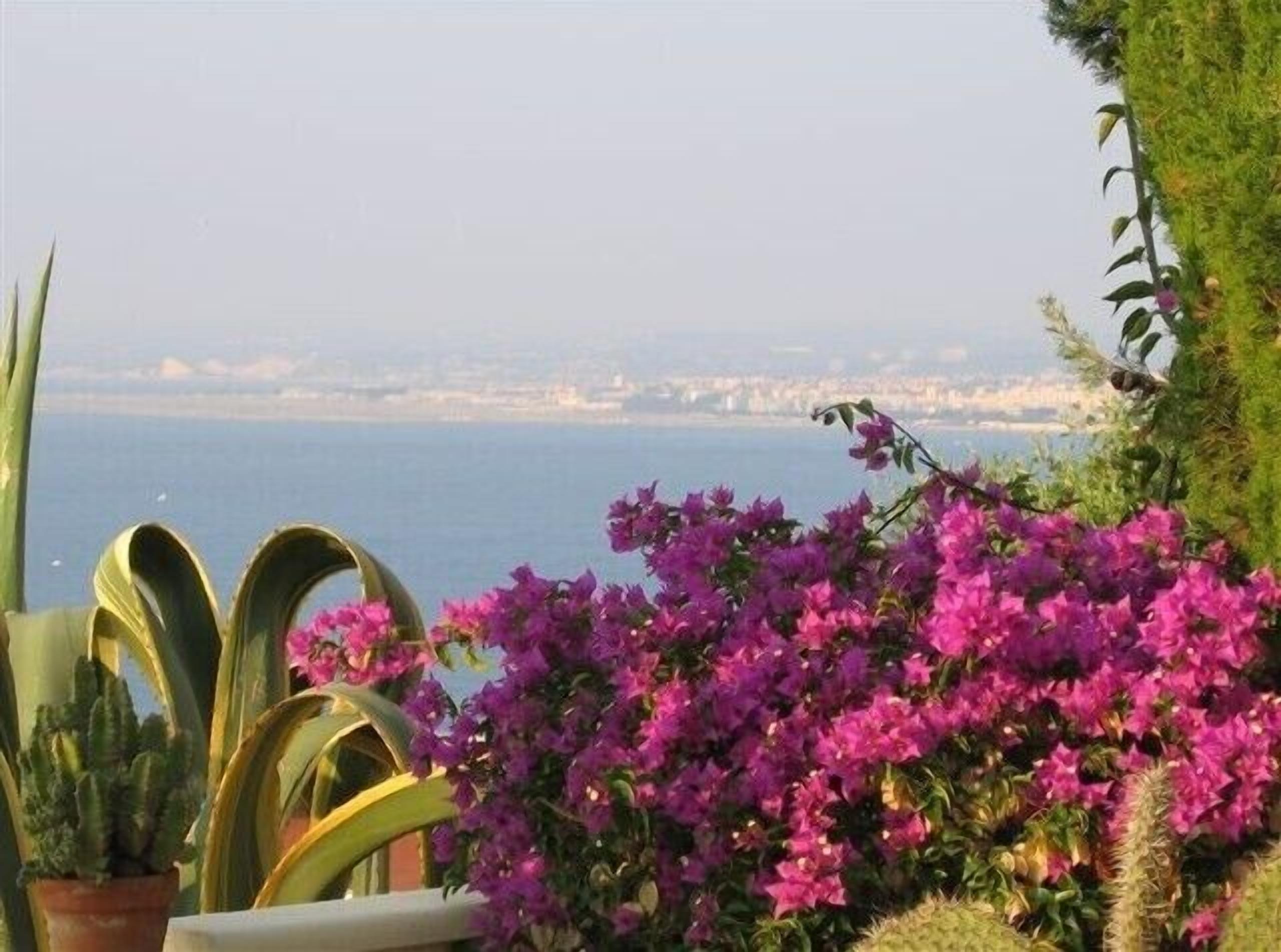 A coastal view with bougainvillea flowers and cacti.