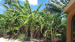 Un jardín con palmeras de plátano y un edificio al fondo.