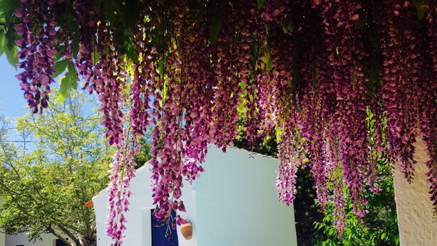 A pool area with a white building, a hanging purple flower canopy, and a clear blue sky. - Private farm with pool in the Alentejo (Vila Nova da Baronia)