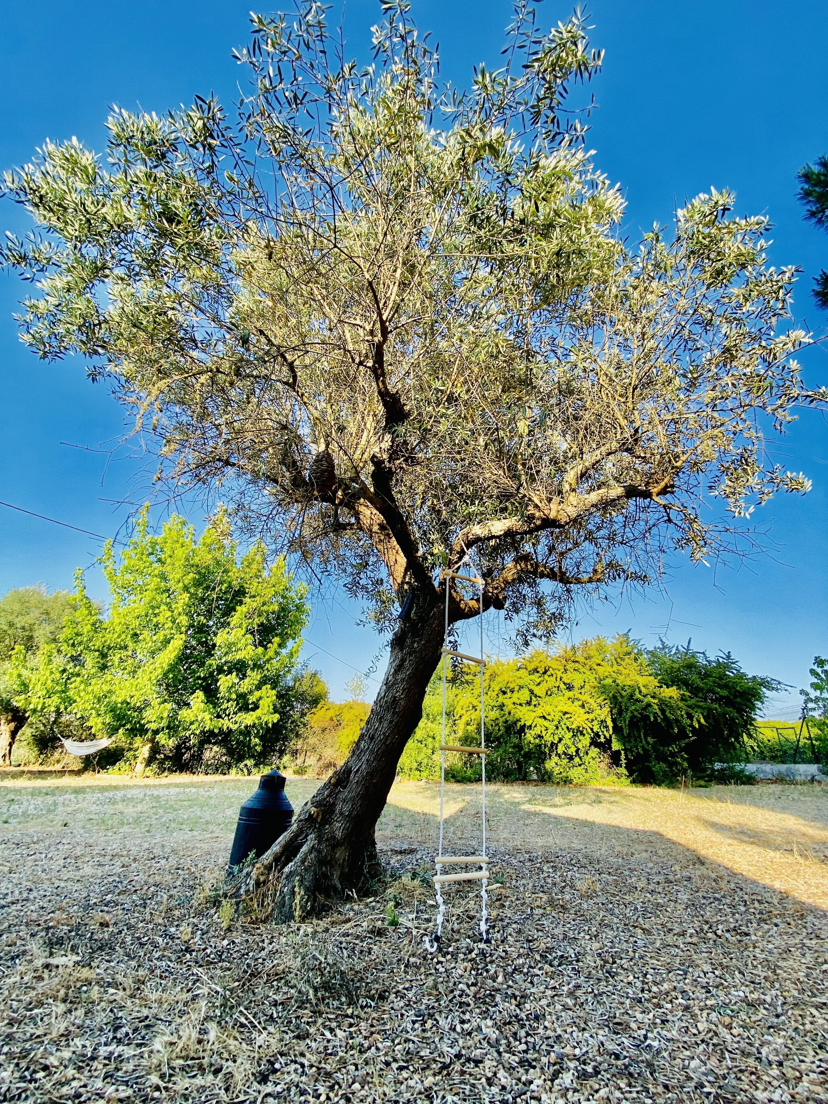Un arbre amb una cadira sisenya i una escala.