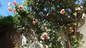 Un jardín con rosales trepadores junto a una pared.