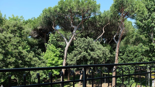 Vista de um parque com árvores e uma cerca de metal.
