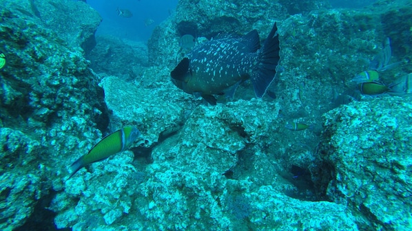 An underwater scene with a large fish and smaller fish swimming among coral formations.
