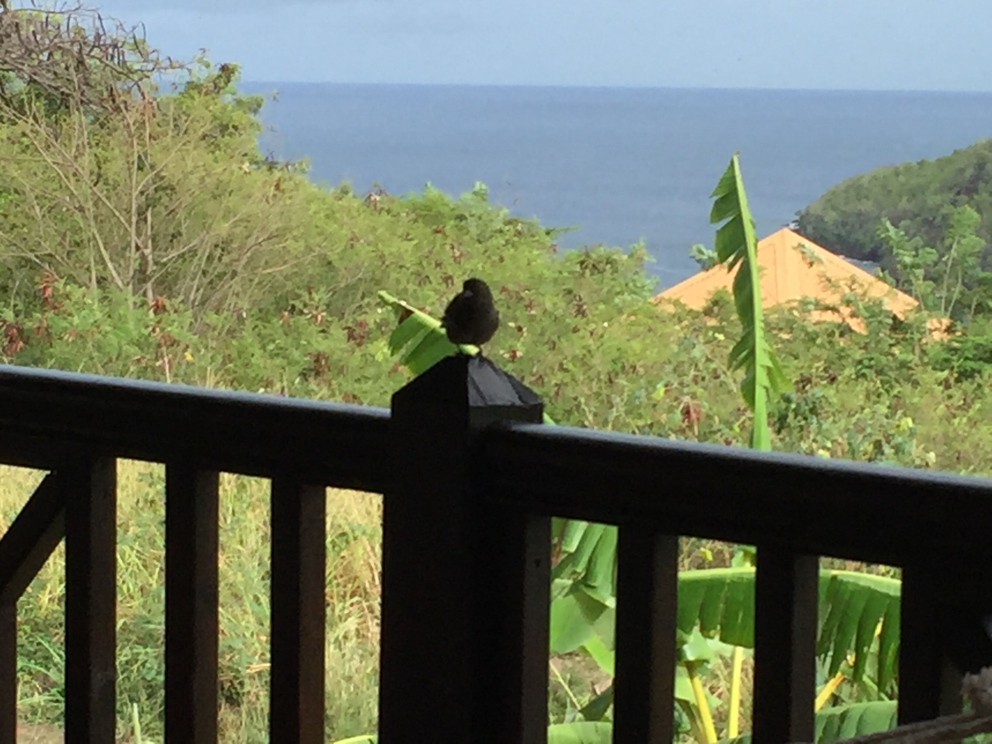 Un oiseau perché sur une rambarde, surplombant un paysage côtier avec une végétation luxuriante et offrant une vue lointaine sur la mer.