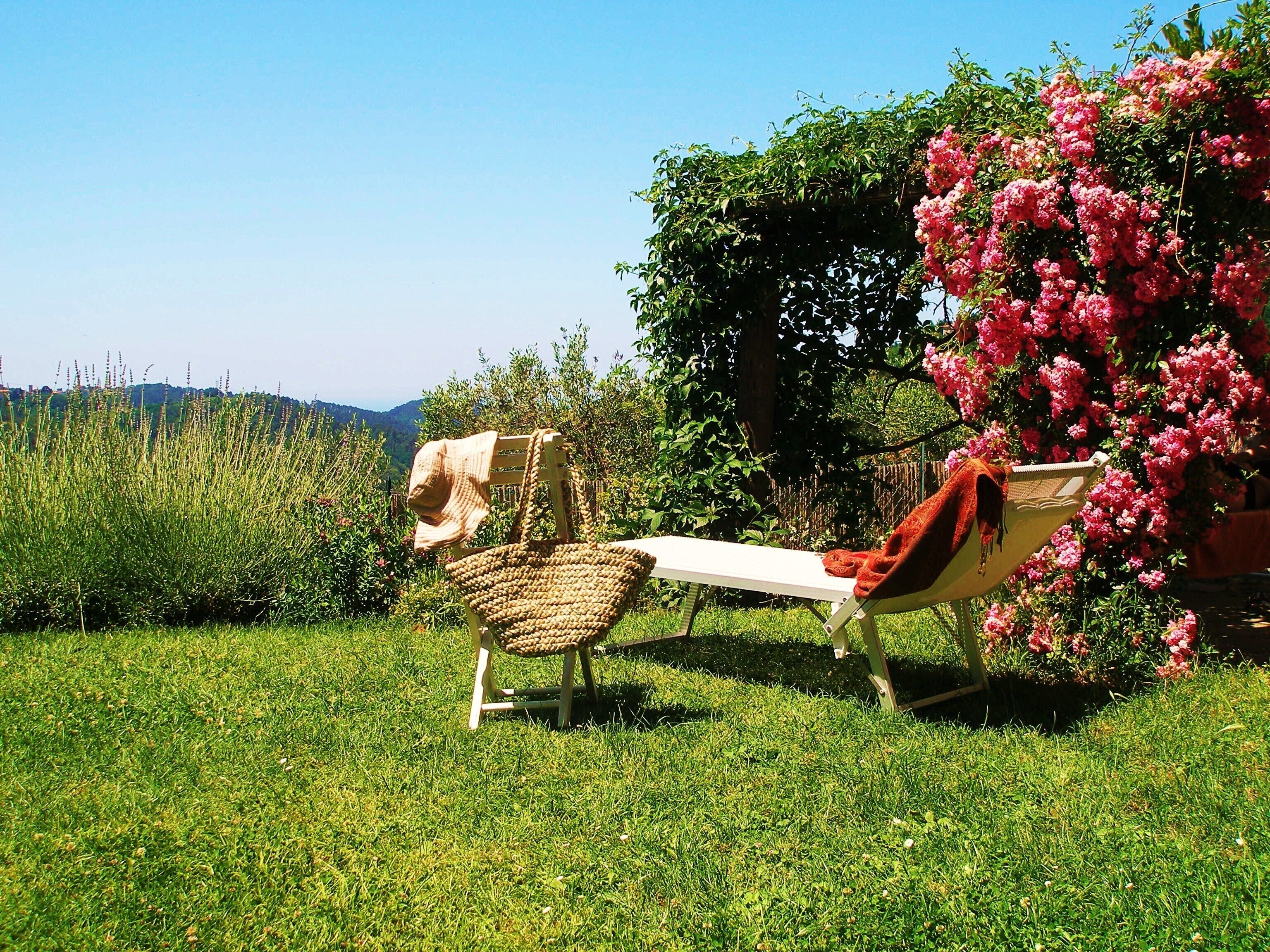 Um jardim com duas cadeiras de vime, uma com chapéu e outra com cobertor, e um arbusto de flores cor-de-rosa.