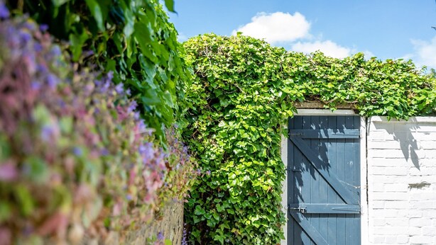 A rustic building with a wooden door and a wall covered in green ivy.