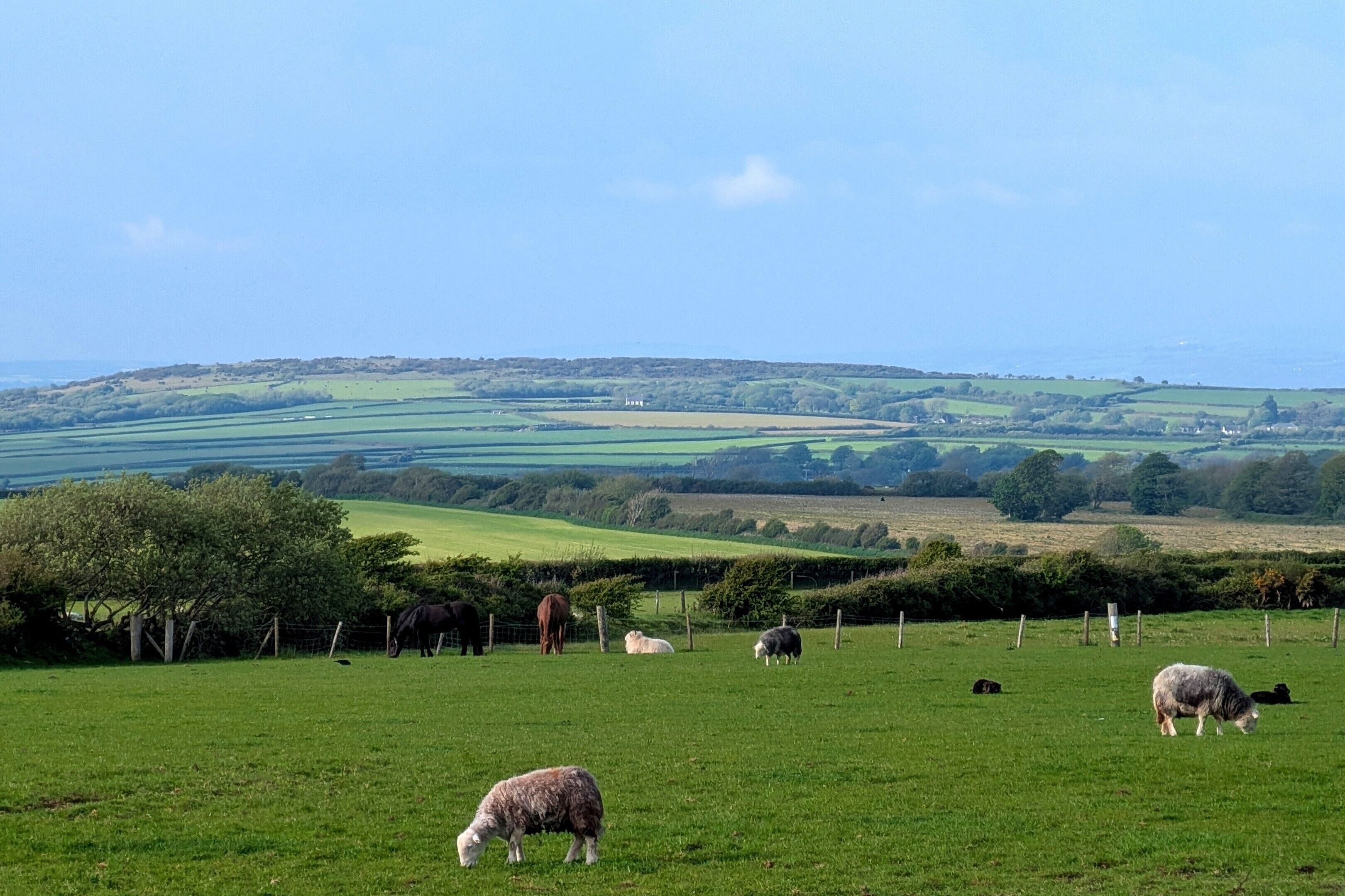 Ländliche Landschaft mit weidenden Tieren, einem Zaun und sanften Hügeln im Hintergrund.