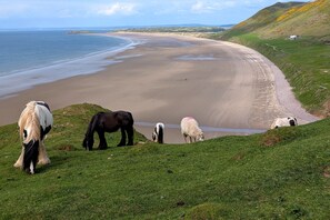Beach nearby - Pylewell Annex - Dog-Friendly Stay near Rhossili Bay, Gower (Pilton Rhossili)