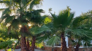 Ein Garten mit Palmen und einem Kiesweg.
