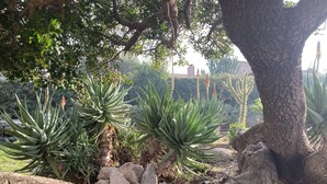 A garden area with large aloe plants and a tree trunk. - house / villa - 5 rooms - 10/14 persons (Lumio)